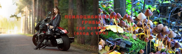 гашик Зеленокумск